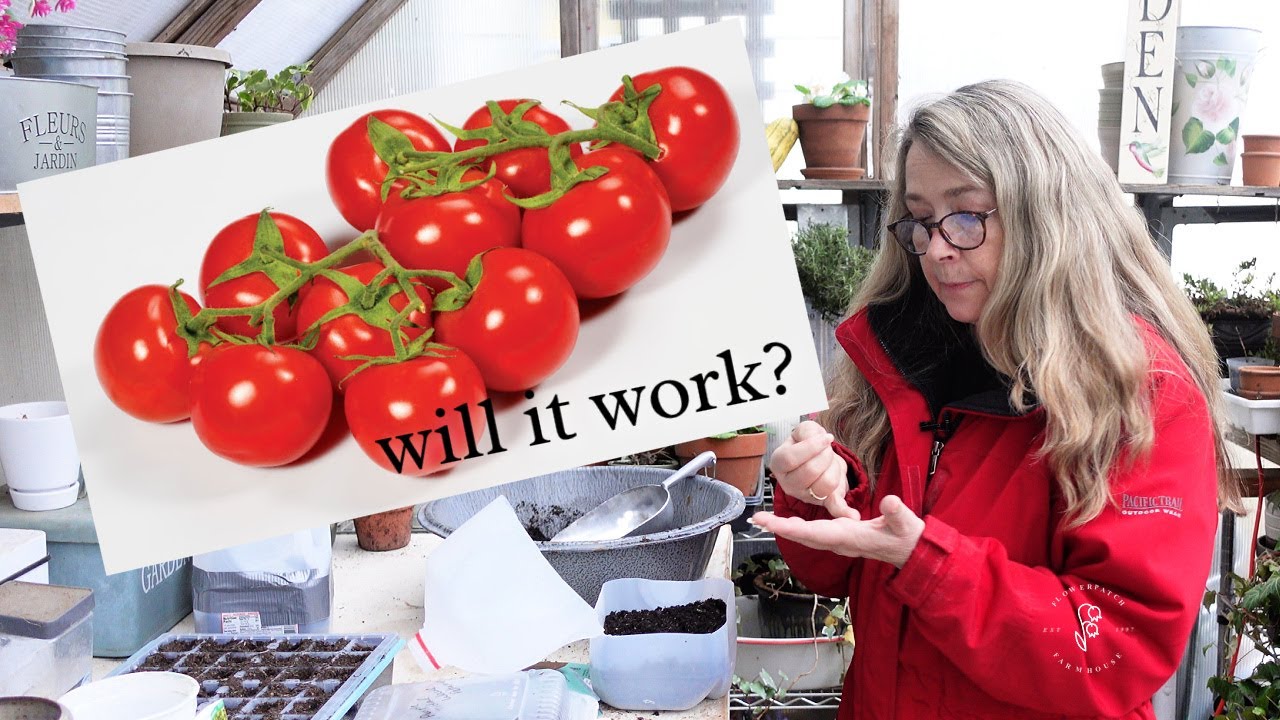 Winter Sowing Tomato Seeds - A Garden Experiment!
