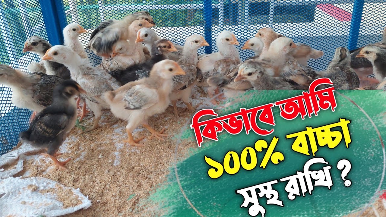 কয়েকটি বিষয় মানলে ব্রুডিং সময়ে একটা বাচ্চাও মারা যাবে না || আমি কিভাবে ব্রুডিং করলাম ?