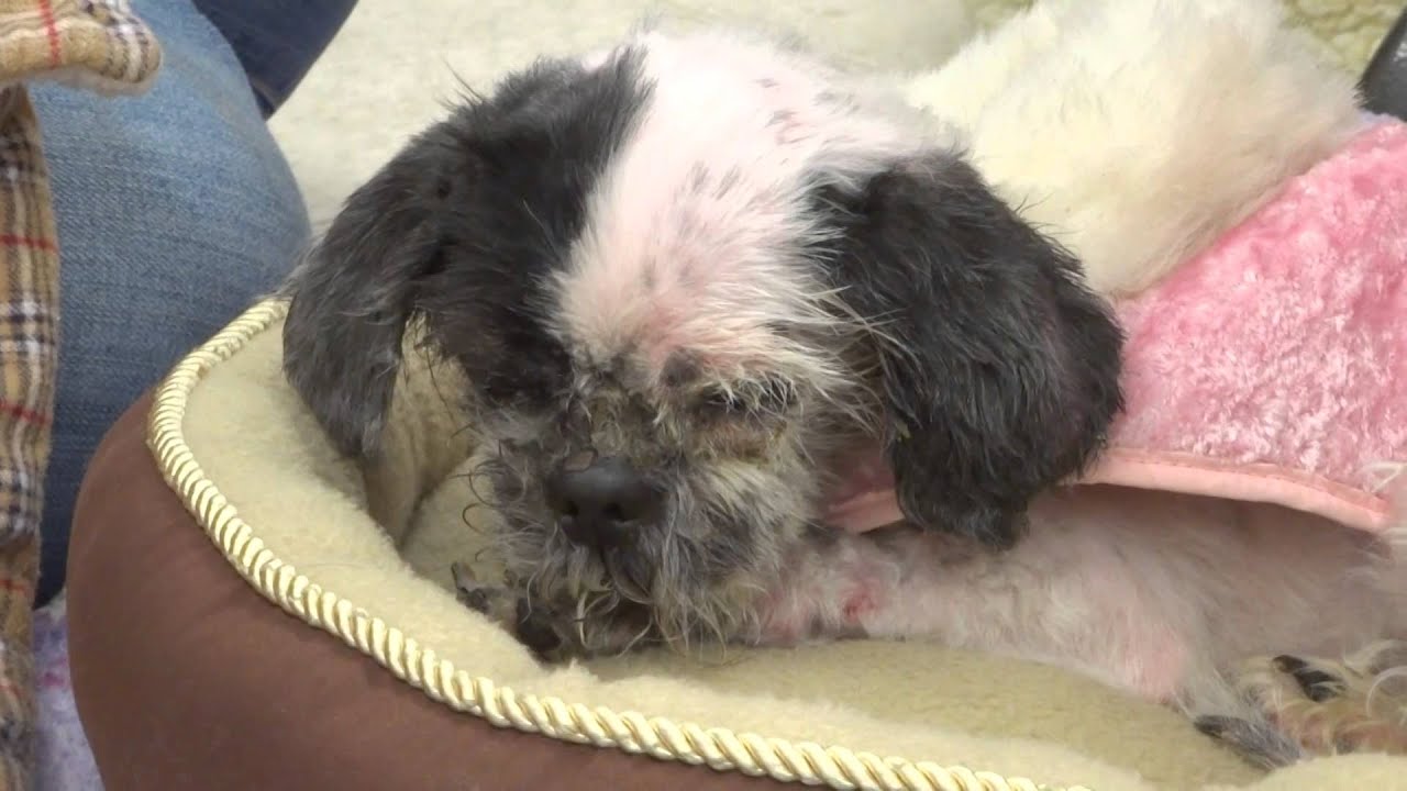 Dori Update, December 3, 2014