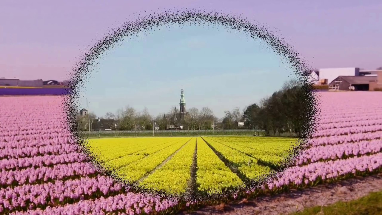 Bollenstreek Holland The Netherlands - Spring