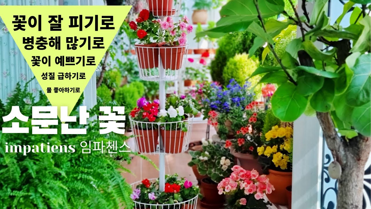 사계절 꽃 잘 피기로 소문난 꽃 임파첸스 / 서양 봉선화 키우기/ 겹임파첸스 병충해 없이 키우는 방법 /베란다 정원 꽃구경