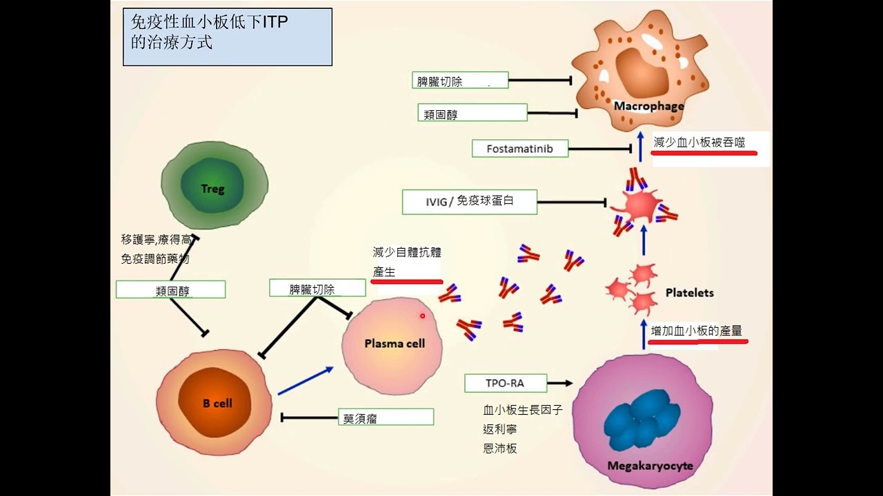 ITP免疫性血小板低下  (請開字幕)