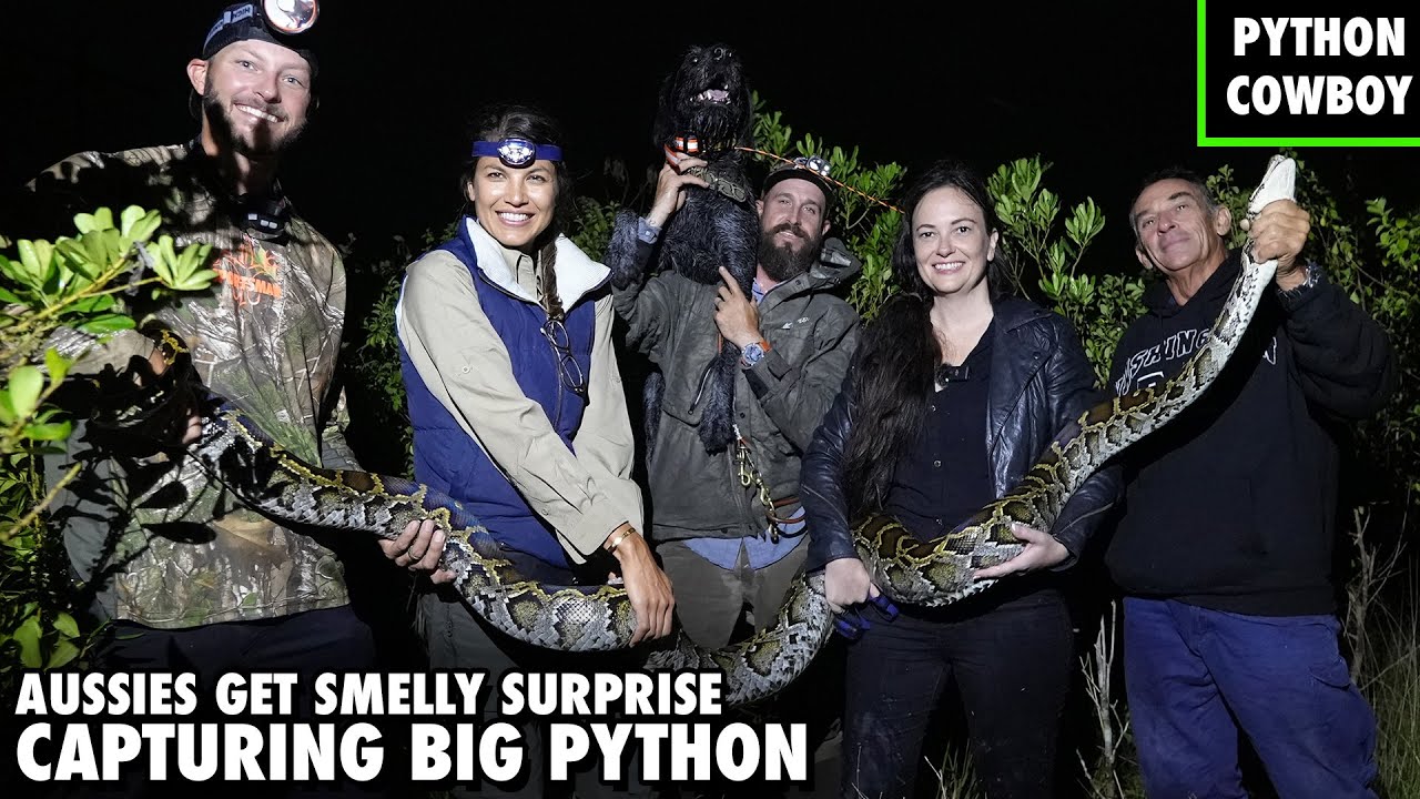 Giant Python Leaves Aussies With A Smelly Surprise While Python Hunting In The Florida Everglades