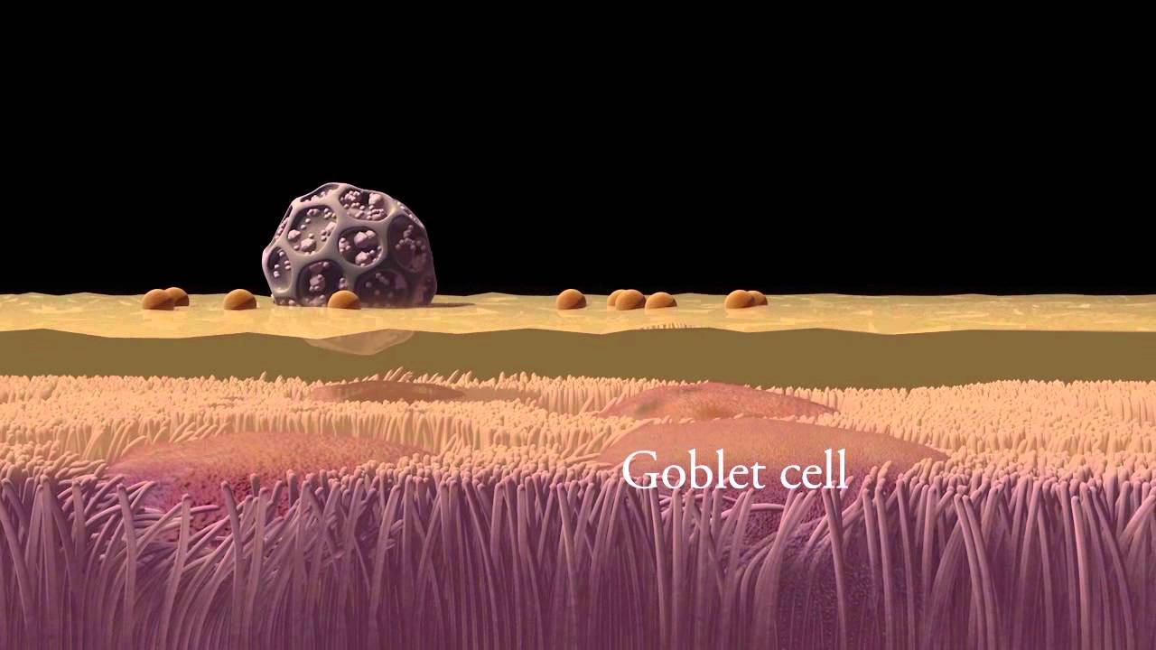 Mucociliary clearance