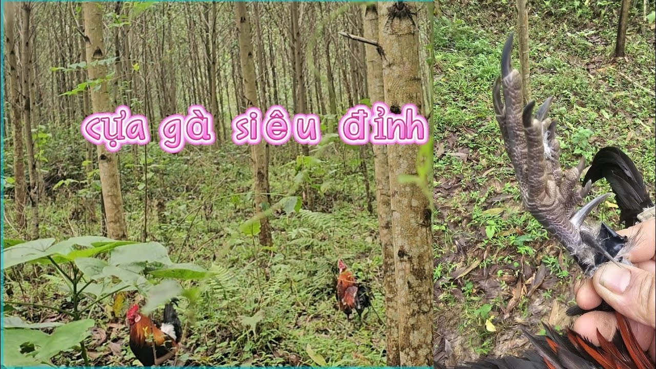 Cái rét ở miền trung 