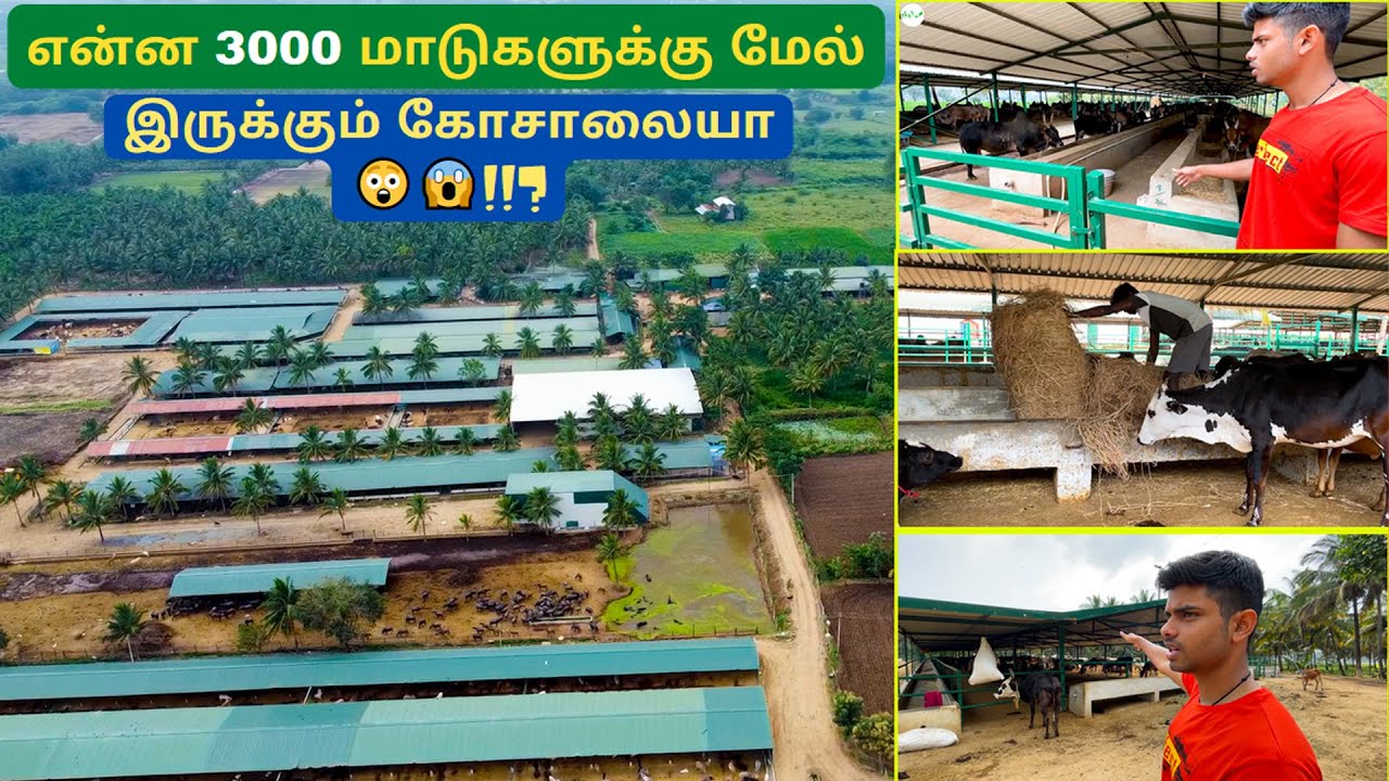 😲என்ன 3000 மாடுகளுக்கு மேல் இருக்கும் கோசாலையா😲😱!!? | Shree Devi Gaushala | Biggest Goshala