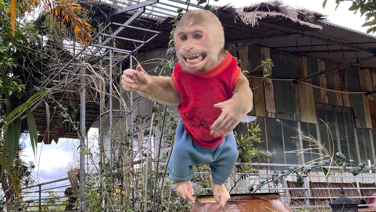 Smart monkey Max explores a scary abandoned house