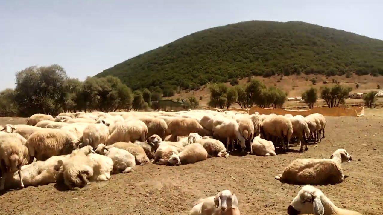 GÜNEŞLİK (AVTARİÇ) KÖYÜ YAYLA YOLU 2022