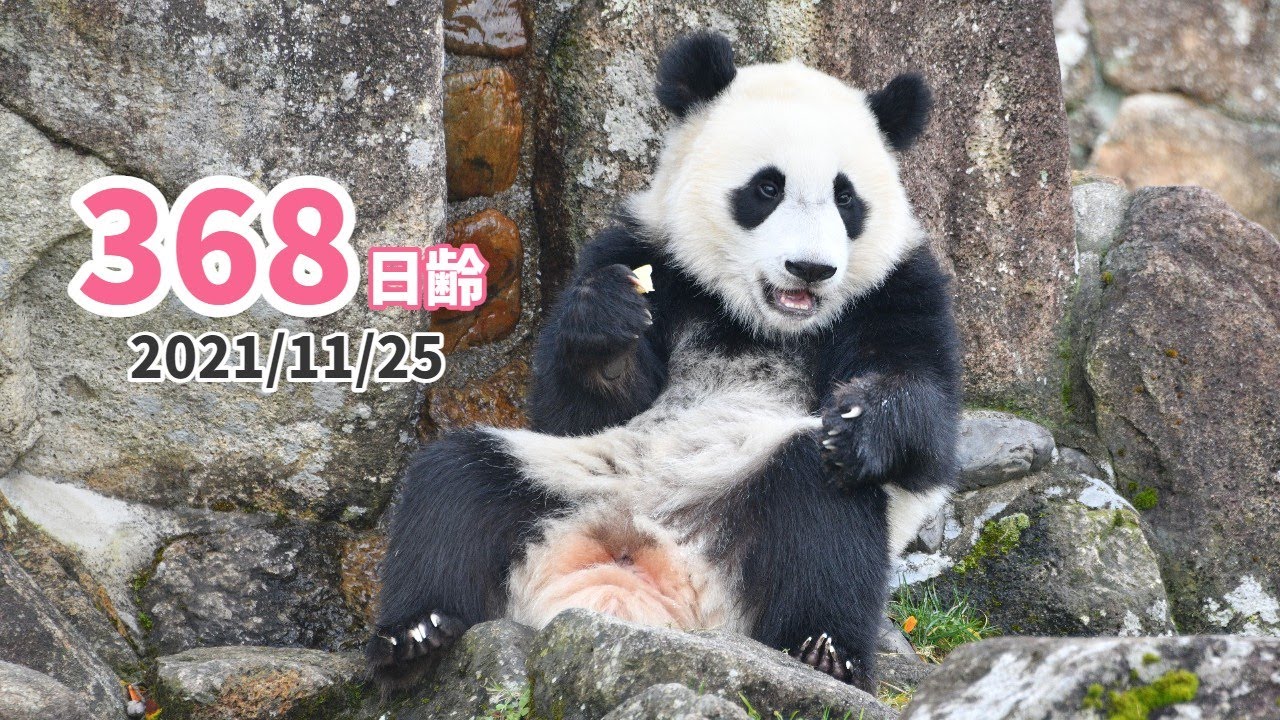 【ジャイアントパンダ（楓浜）】朝から楽しい！！（368日齢）