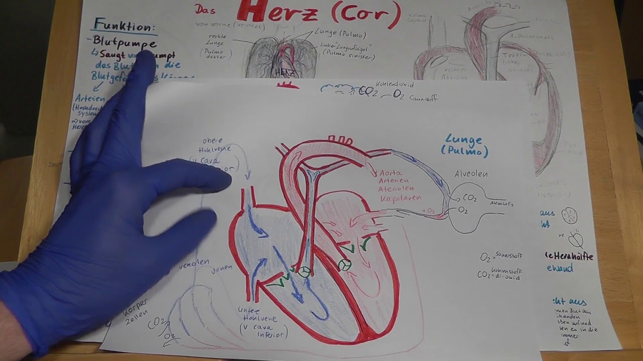 RD PRÜFUNGSWISSEN: Herz erklärt! Anatomie, Physiologie, Funktion Wiederholung für Rettungsdienstler