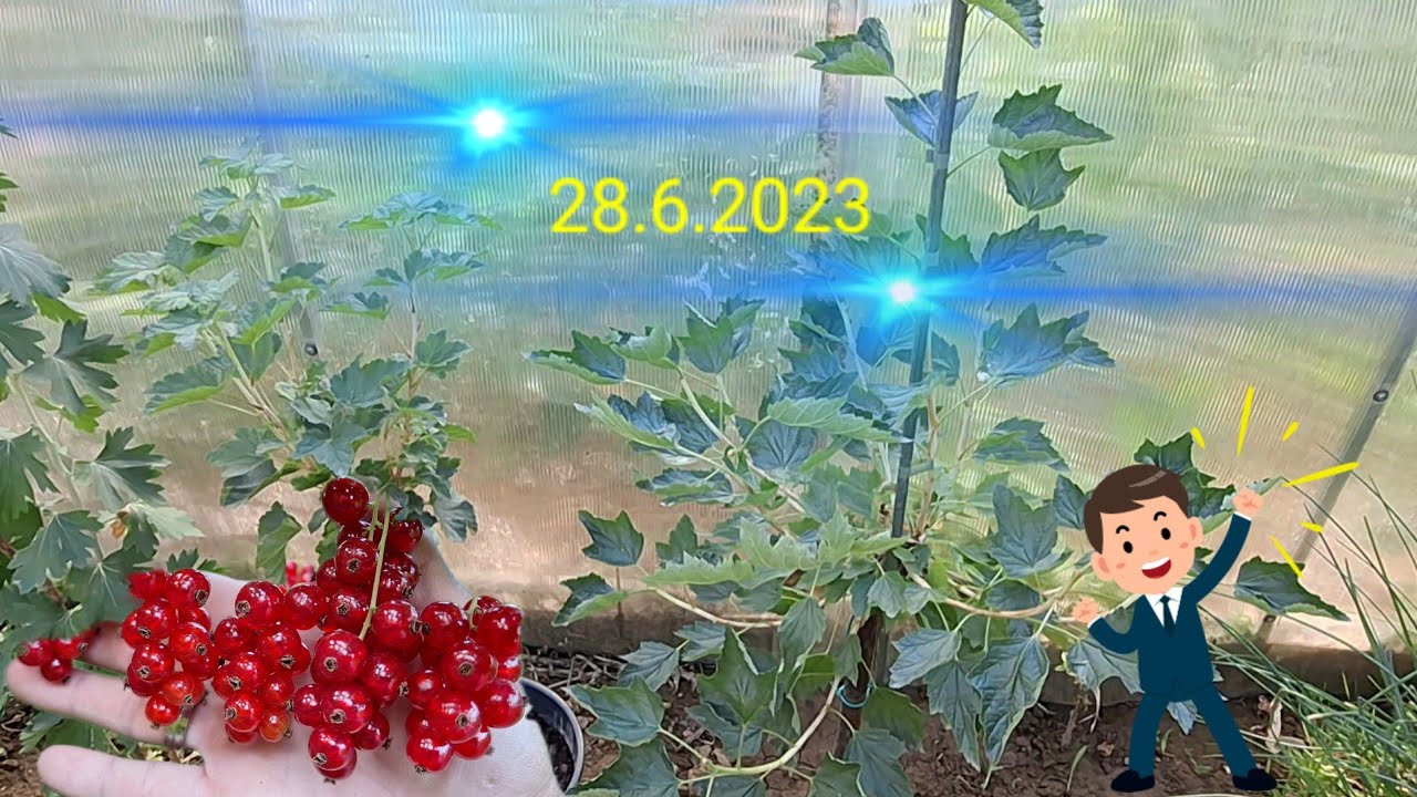 Výchovný rez ríbezle-ako to vyzerá po radikálnom reze