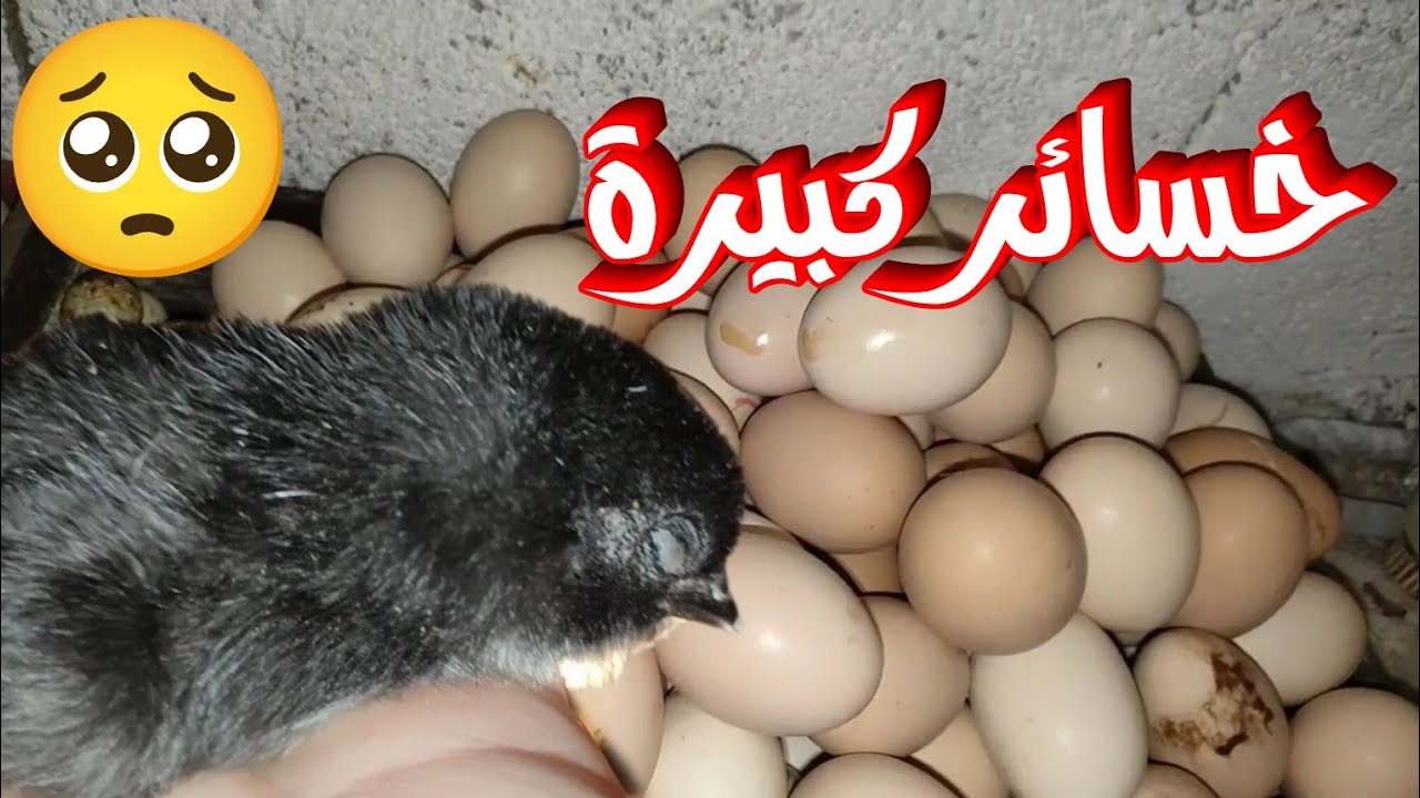 أسباب موت الكتاكيت داخل البيضة الأيام الأخيرة 🥺