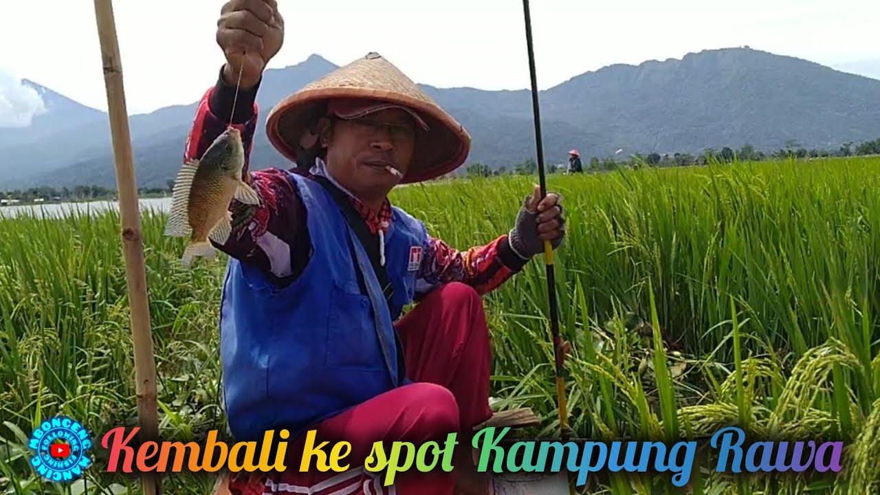 Kembali Ke Spot Pari Kelep Kampung Rawa ‼️ Mancing Rawa Pening Terbaru @mboncengmancing #83