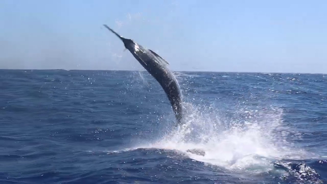 Peak Sportfishing | Heavy Tackle Season 2021-2022 Blue Marlin Fishing Exmouth, Western Australia.