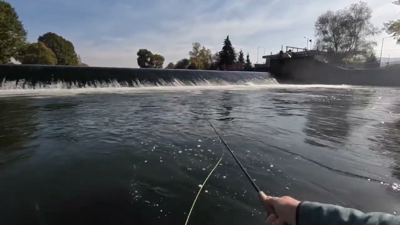 Dear Fish, I’m Back - River Vah, Slovakia 🇸🇰 @flyfishingslovakia7872