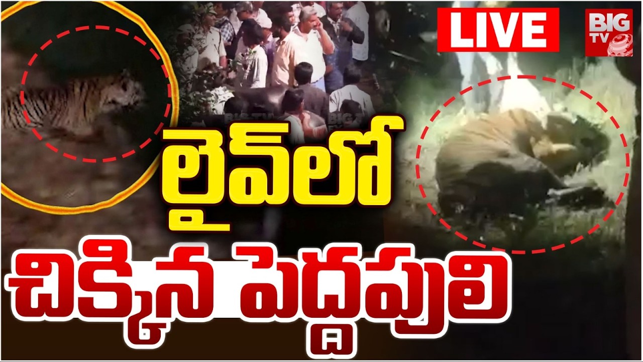 చిక్కిన పెద్దపులి LIVE: Tiger Catch at Ramachandrapuram | Tiger at Kurmapuram | Tiger Update | BIGTV