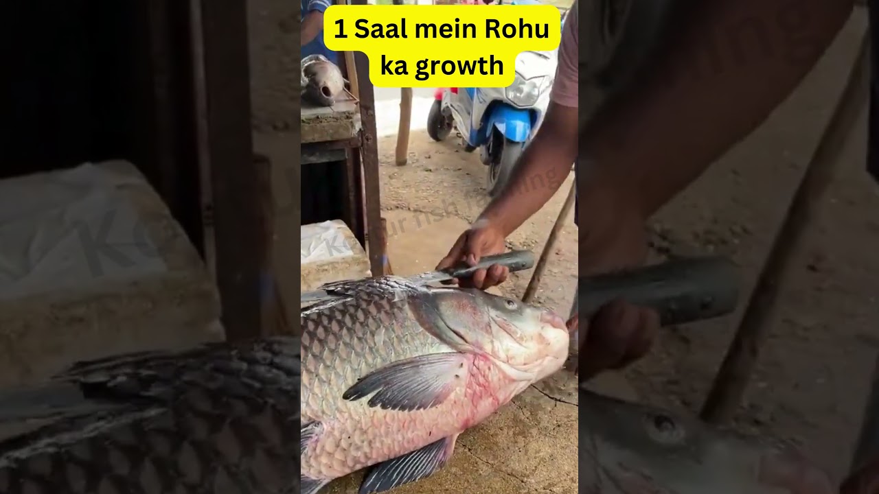 1 Saal mein Rohu Machli ka kitna growth hota hai ?😱🔥🔥|| Rohu Fish farming Business in India