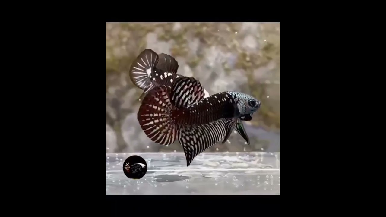 SUPER RARE BETTA, ALIEN SAMURAI BETTA HYBRID #shorts