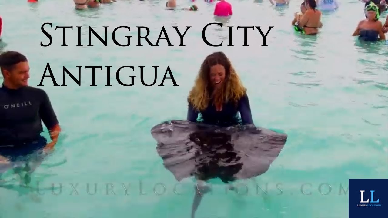Stingray City Antigua.  Holding a 200lb Sting Ray in Antigua?!?