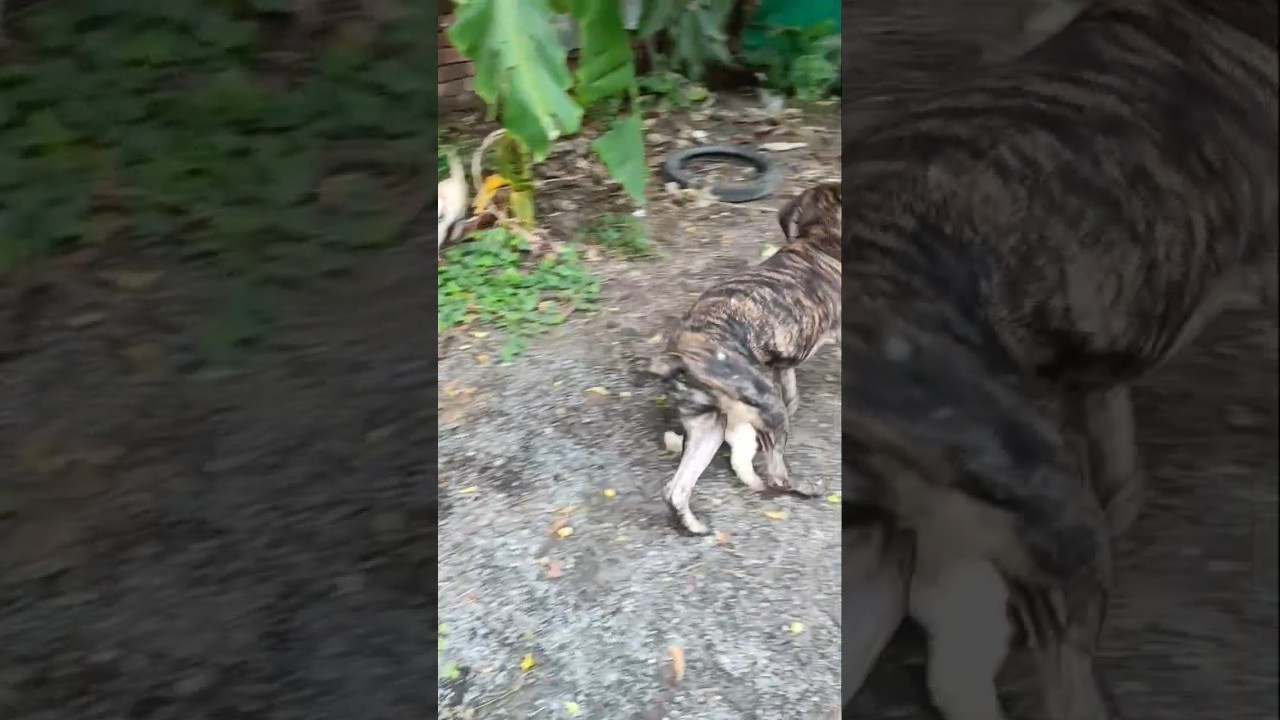 Cane Corso attacks on small dog