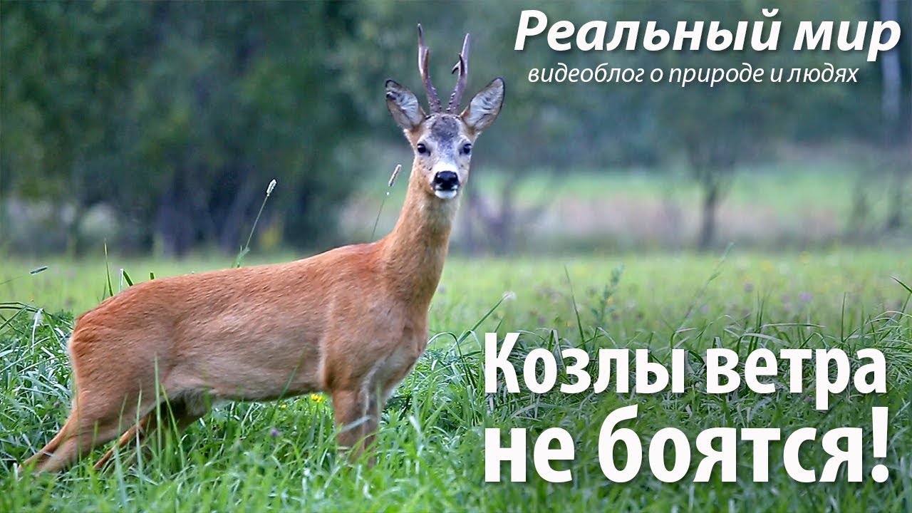 Козлы ветра не боятся. Европейская косуля (Capreolus capreolus).