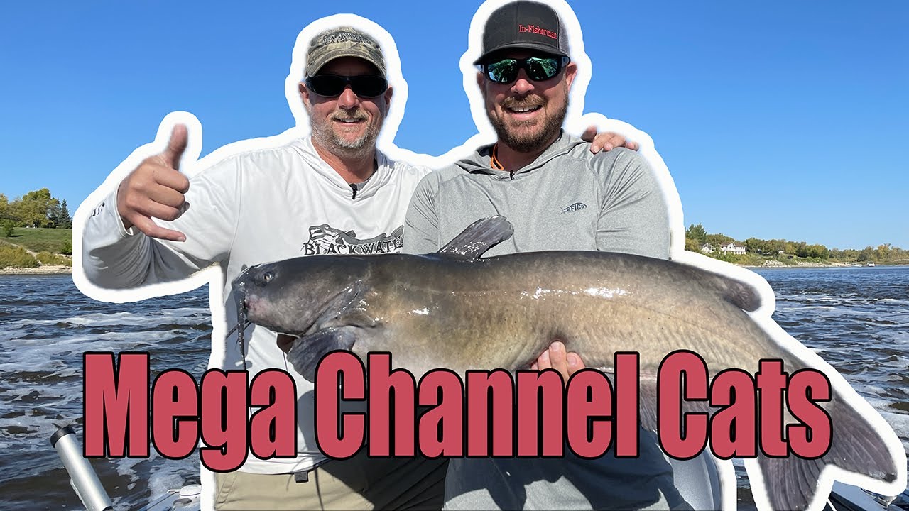 World-Class Channel Cats below the Selkirk Dam in Manitoba with Blackwater Cats