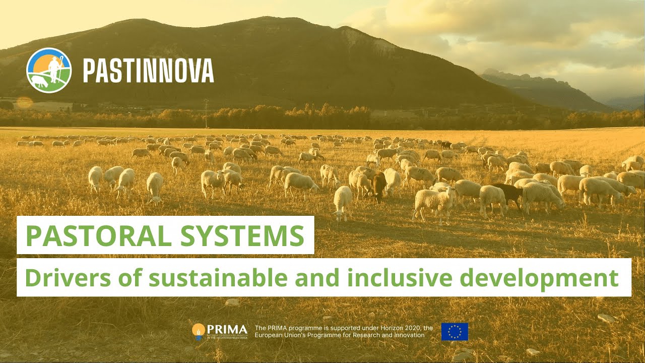 Innovations in Mediterranean pastoral systems | CIHEAM Zaragoza