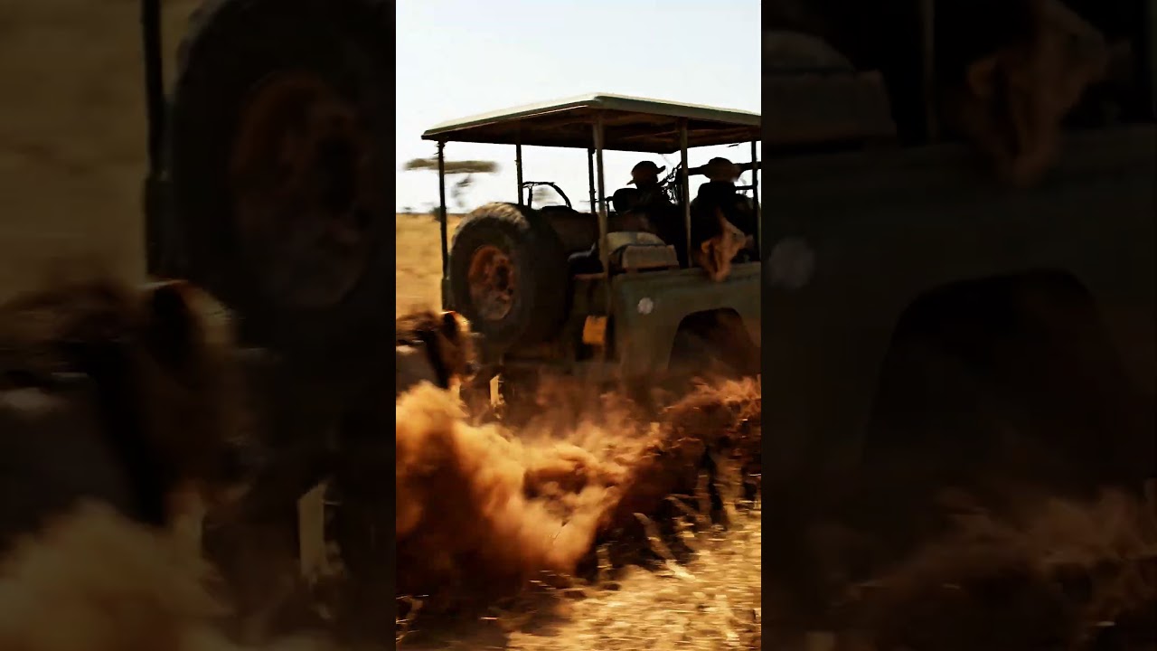 When Safari Goes Wrong: Angry Lions Chase Tourist Vehicle