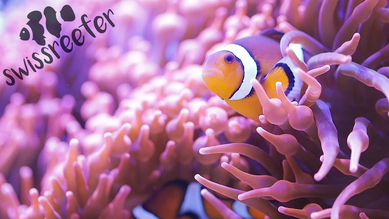When dreams become reality | Red Sea Reefer 170 [Swissreefer - Episode 1]