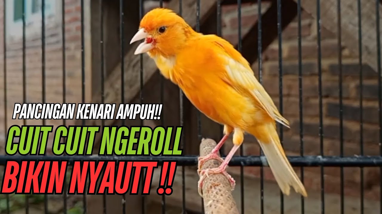 SUARA Kenari GACOR PANJANG Pancingan & masteran Kenari Paud AGAR gacor AMPUH Kenari MACET bunyii