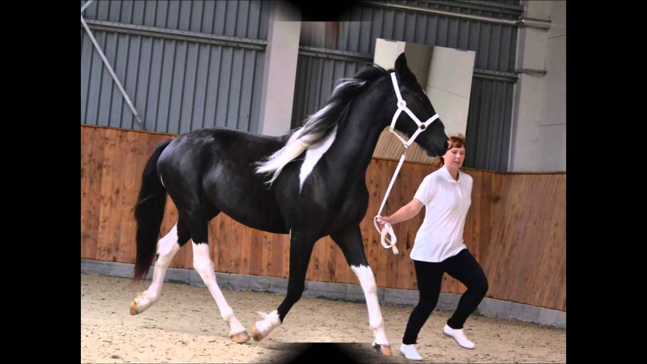 BAROCK PINTO KEURING IN THE CZECH REPUBLICK - CLARINDA
