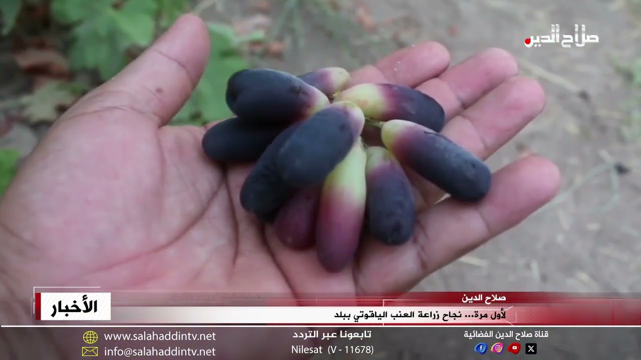 لأول مرة... نجاح زراعة العنب الياقوتي ببلد