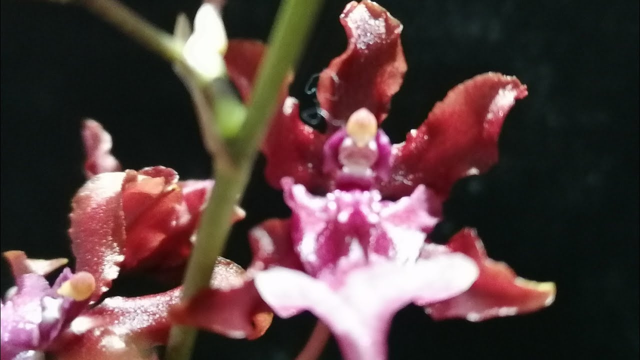 Oncidium Sharry Baby, transplante y bolsitas de abono.