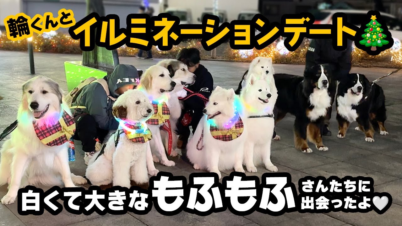 輪くんとイルミネーションデート🎄❤️白い大きなモフモフさんたちに出会ったよ🤍