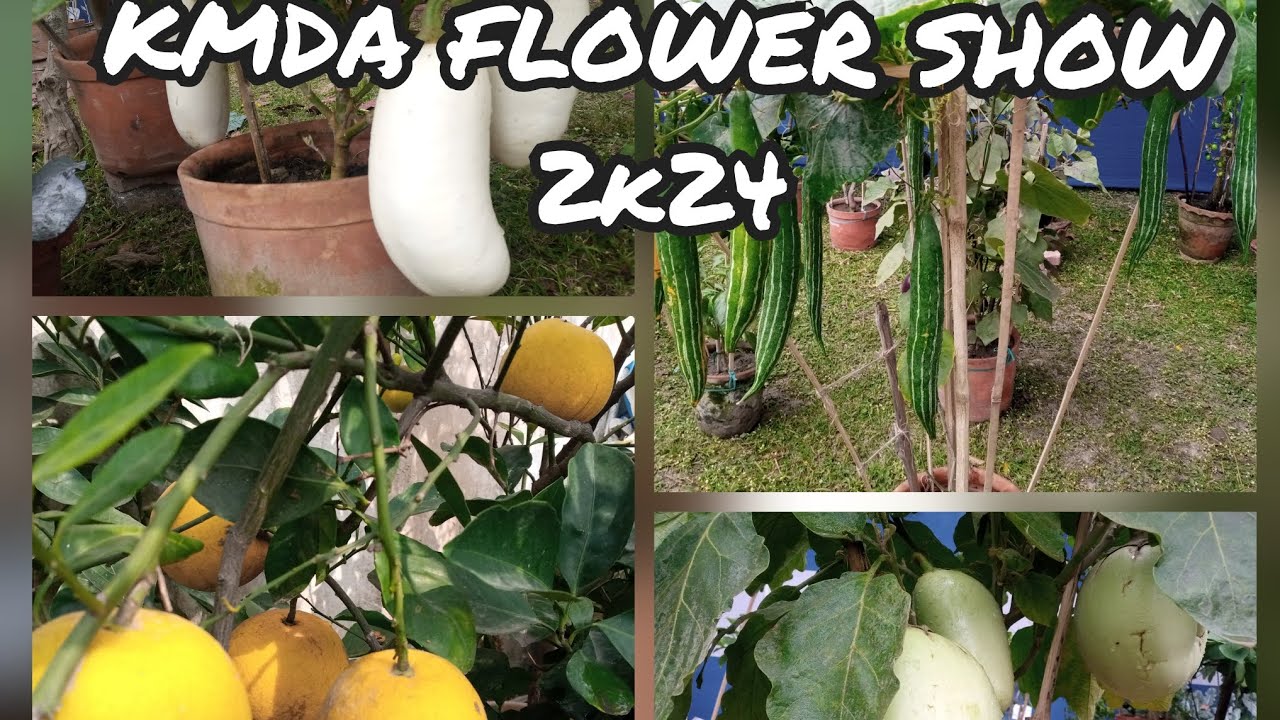 KMDA FLOWER SHOW 2K24 || flower exhibition|| Subho's Garden