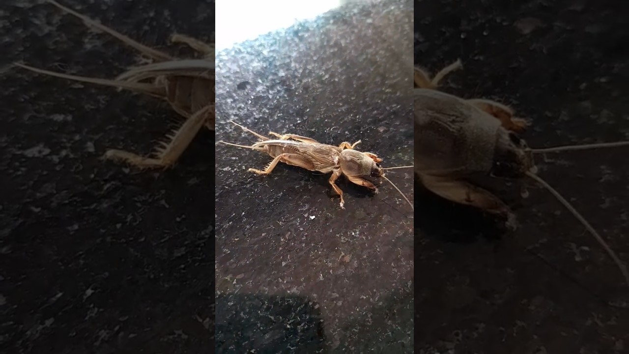Mole Cricket 