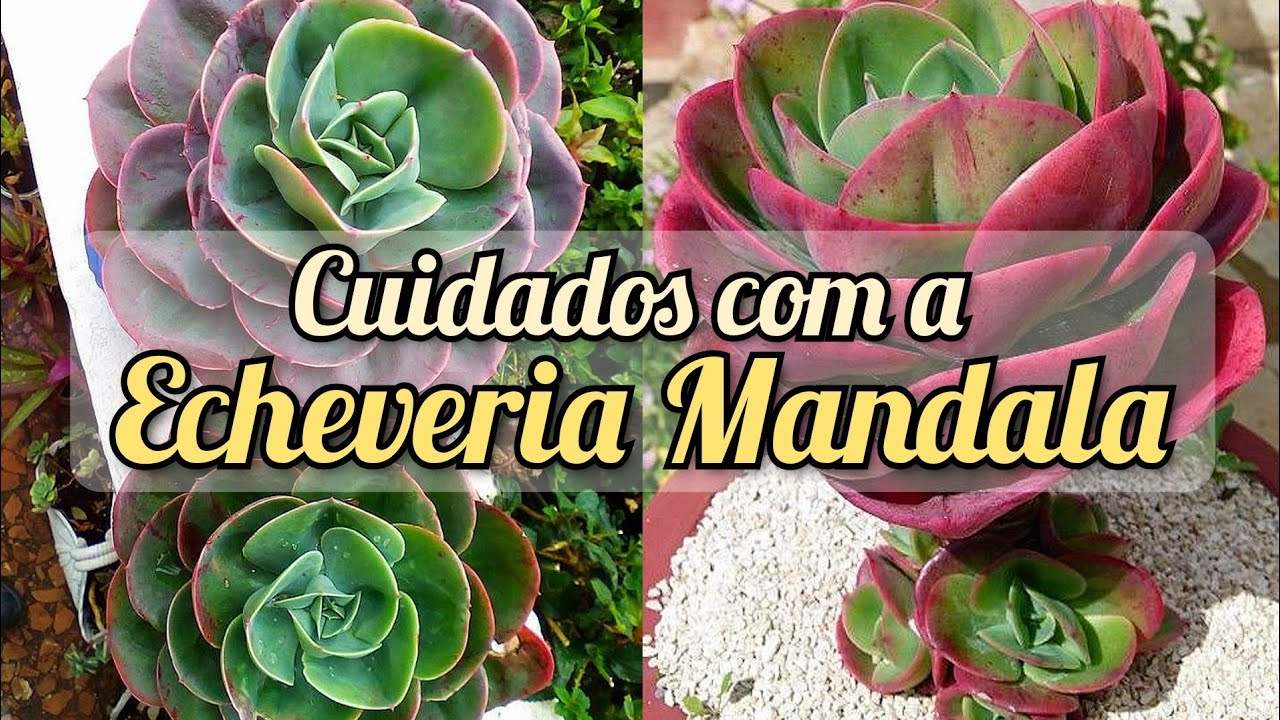 CUIDADOS COM A ECHEVERIA MANDALA 😱😱 / Paraíso da Suculenta