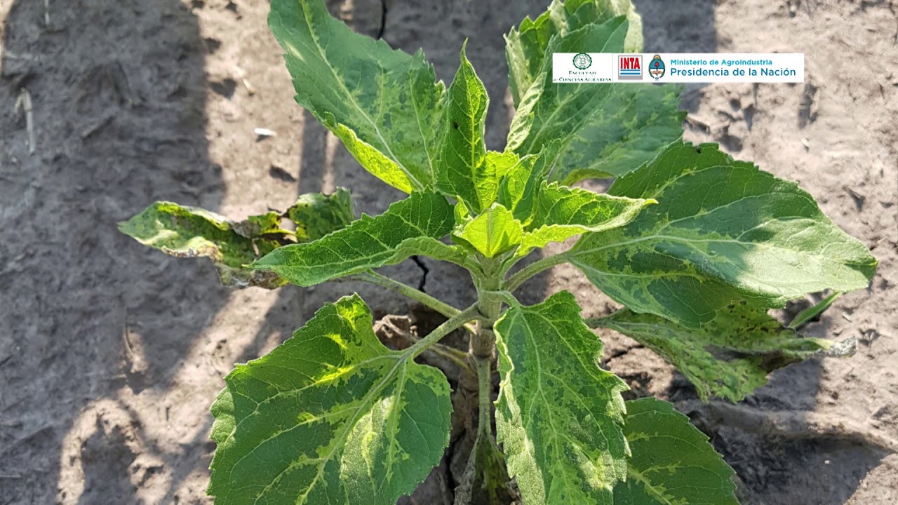 Mildiu del girasol, aspectos a tener en cuenta para evitar epidemias