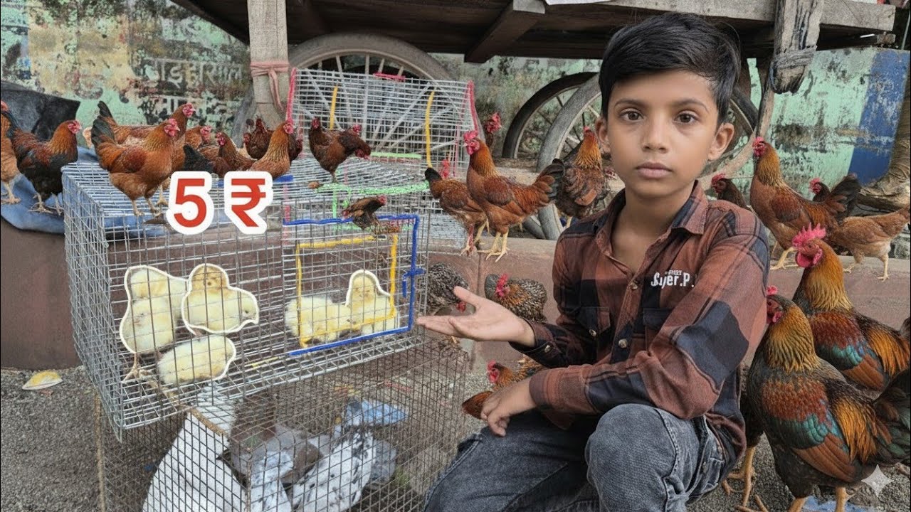 Nakhas Market Me Sabse Zada Ande Dene Wali Murgiya Dekhi 😱🐓🐔 #birds 