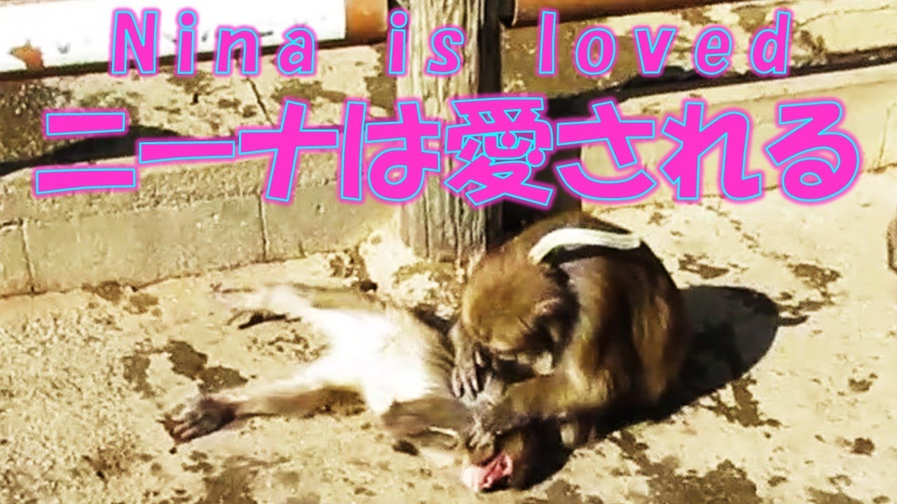 ニーナは愛される Nina is loved 葉ッピー動物園2234 淡路島モンキーセンター 兵庫県