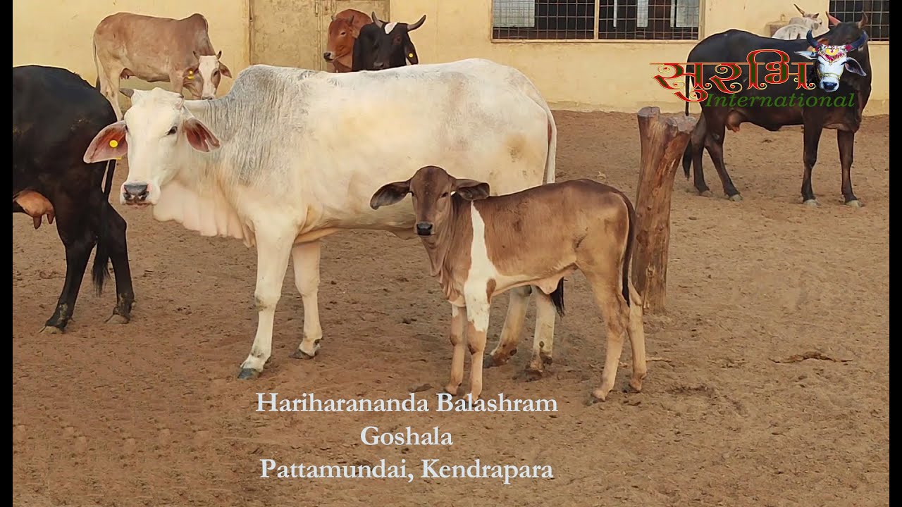 #Hariharanananda #Balashram #Goshala