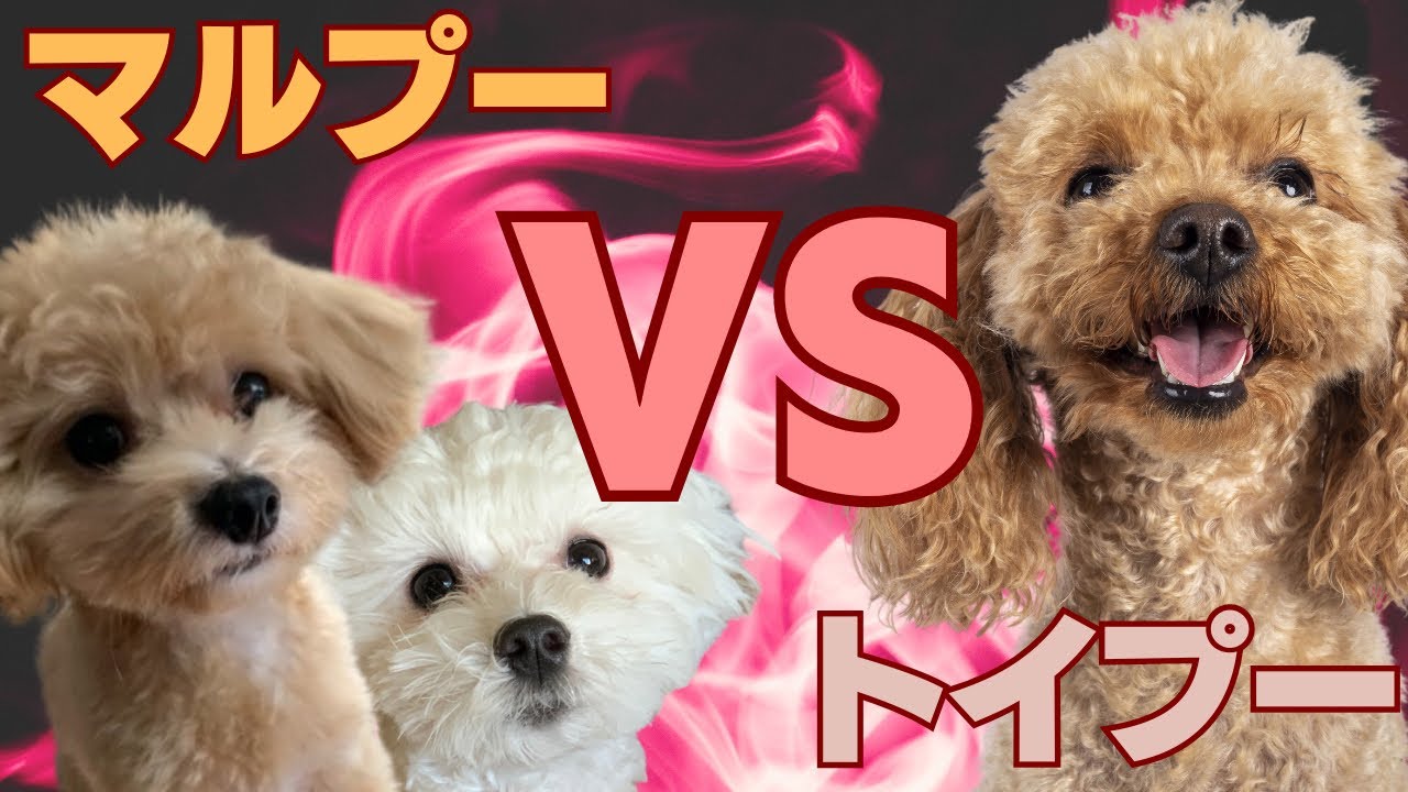 マルプーとトイプードルの違いとは？それぞれの特徴や性格を徹底解説！