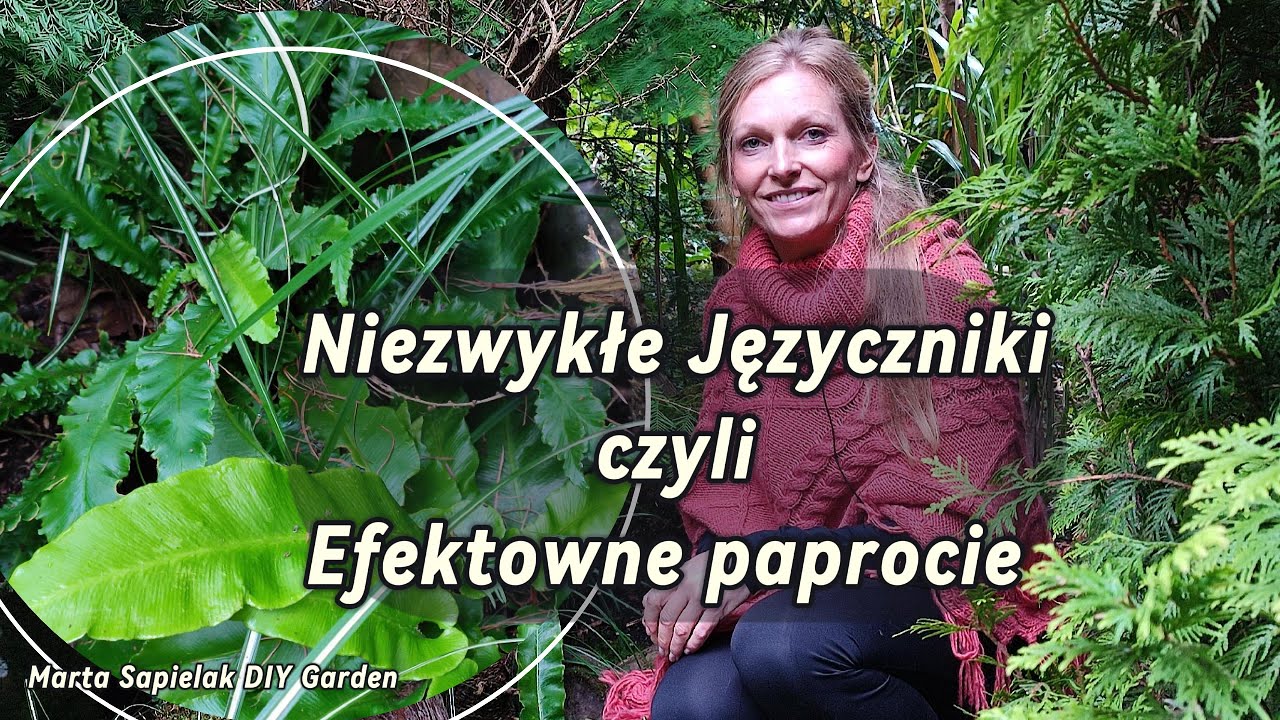 Języcznik zwyczajny