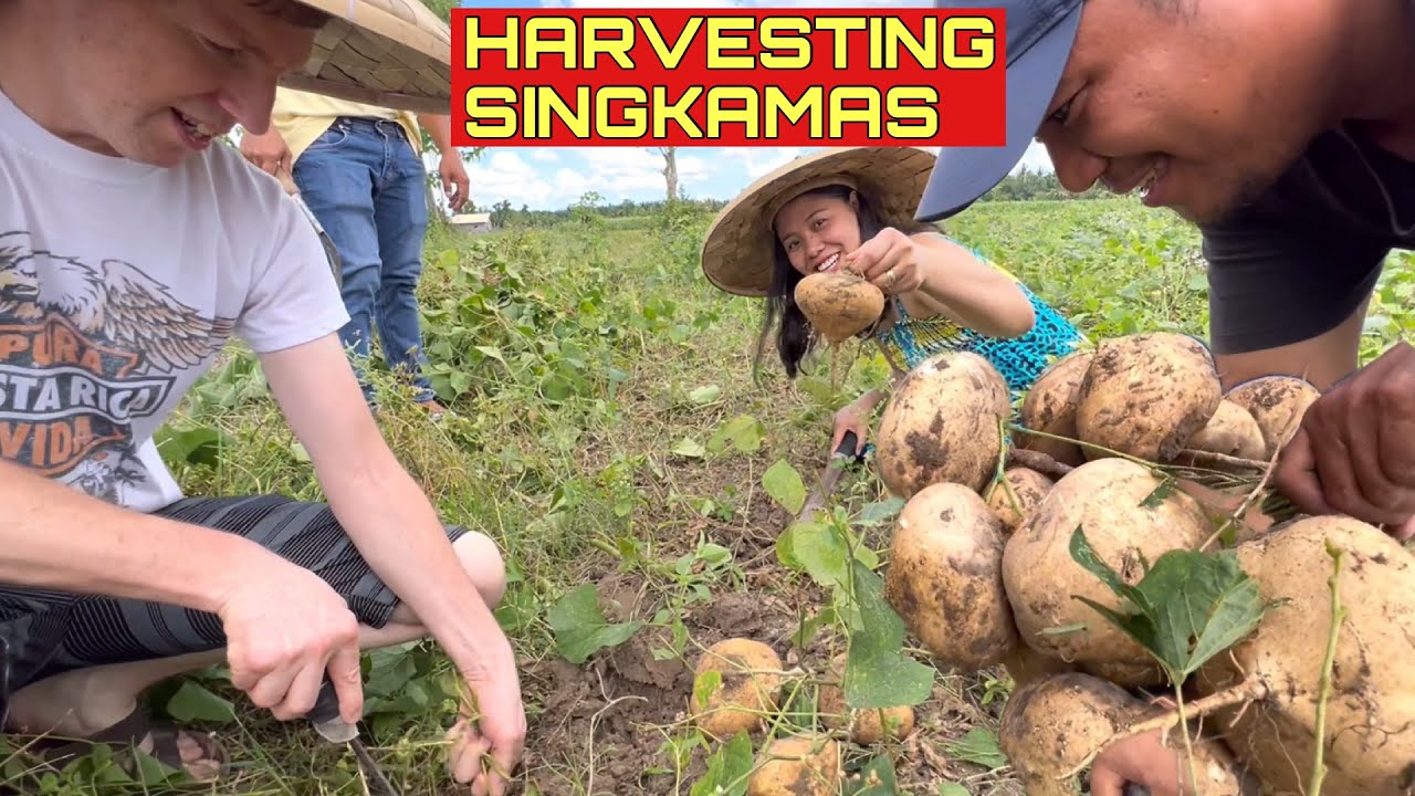HARVESTING SINGKAMAS SA BUKID