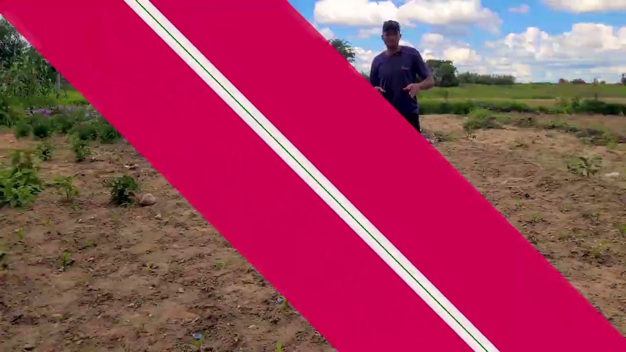 episode 2 maize trial