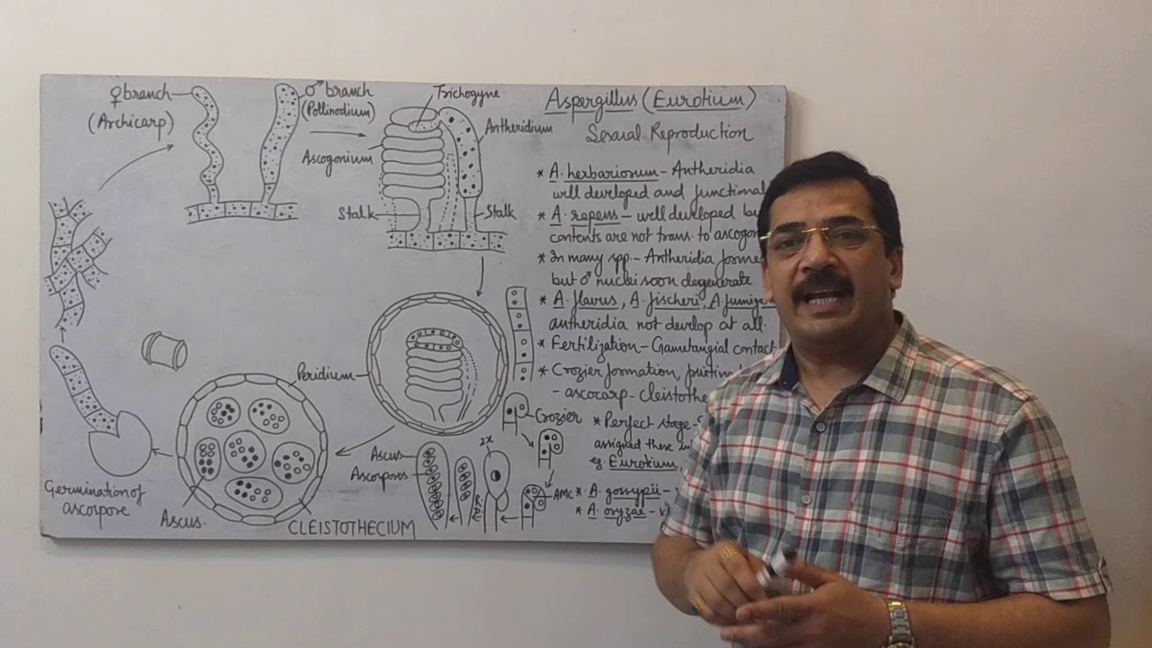 Aspergillus-2 - sexual reproduction