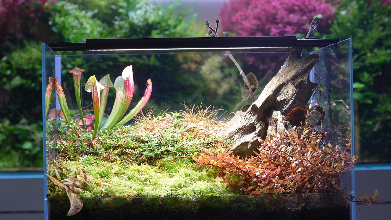 Cisza, wilgoć i mech &ndash; torfowisko w paludarium