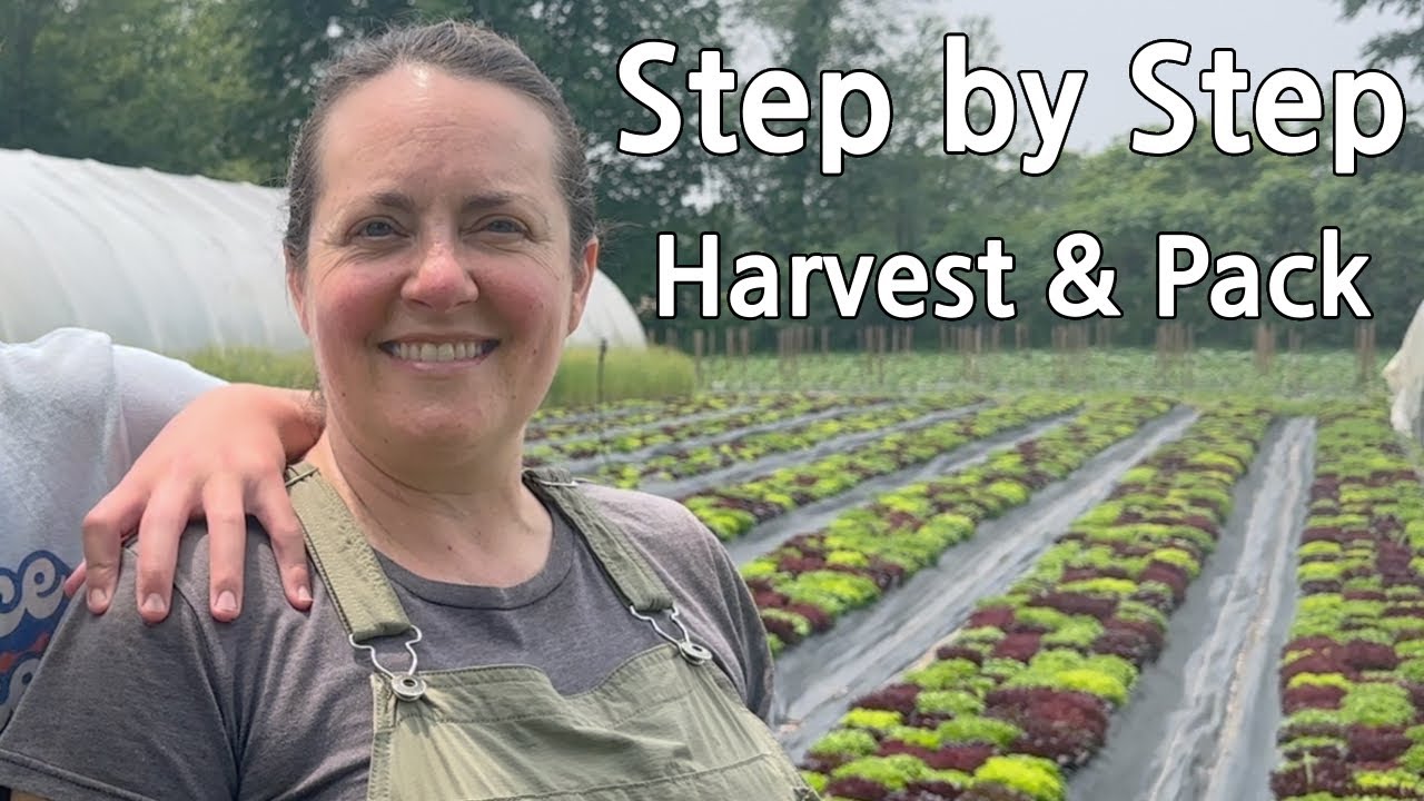 Step By Step: Harvesting and Packing Salanova Lettuce