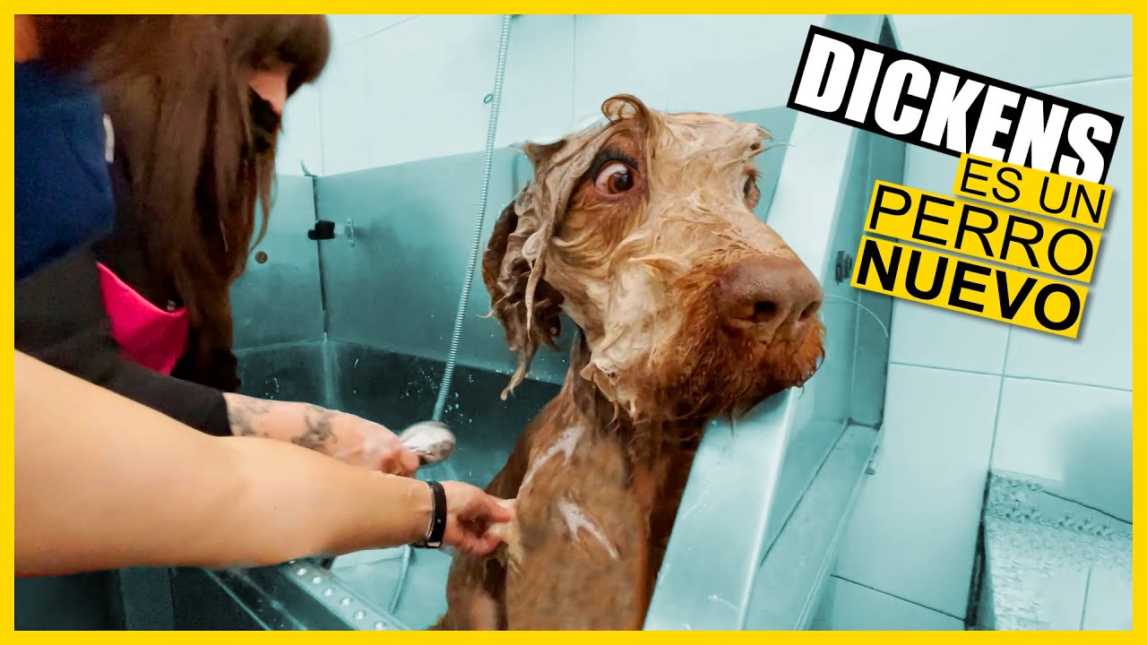 PERRO RECOGIDO de la CUNETA, AHORA VIVE como nadie.  || LET'S ADOPT BACKSTAGE
