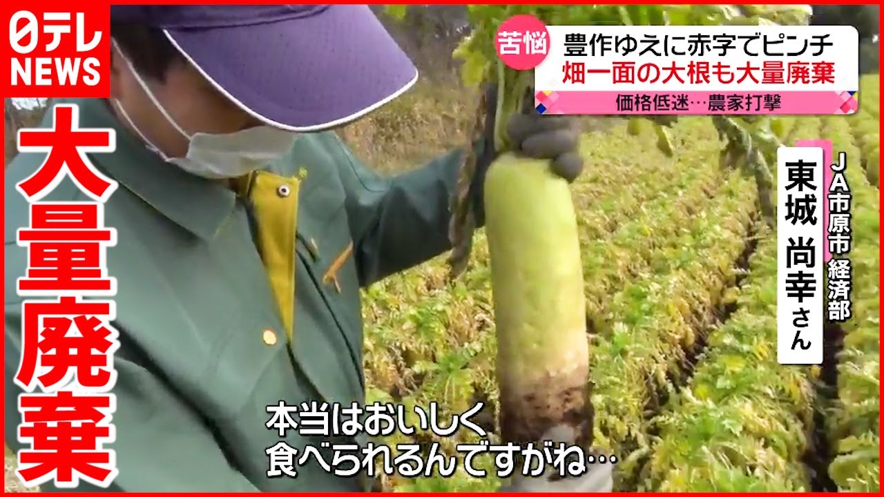 【大根】豊作の一方…  農家で